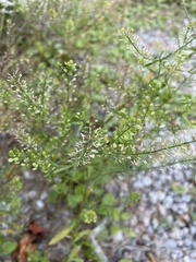Lepidium virginicum