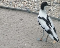 Recurvirostra avosetta