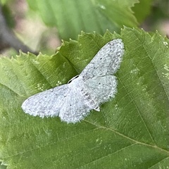 Idaea seriata