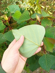 Homalanthus populifolius