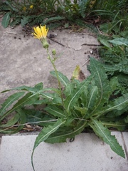 Sonchus arvensis arvensis