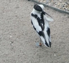 Recurvirostra avosetta