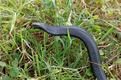 Pseudechis porphyriacus