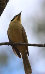 Lichenostomus melanops