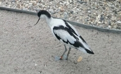 Recurvirostra avosetta