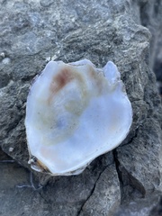 Ostrea lurida