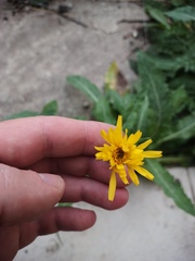 Sonchus arvensis arvensis