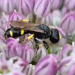 Ectemnius lapidarius
