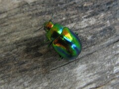 Chrysolina fastuosa