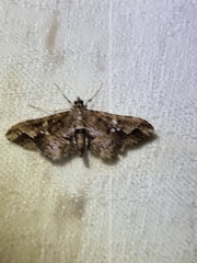 Merodictya marmorata