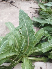 Sonchus arvensis arvensis