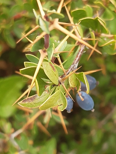 Image of Berberis cretica by (c) Martin Scheuch, some rights reserved (CC BY)