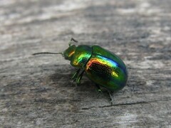 Chrysolina fastuosa