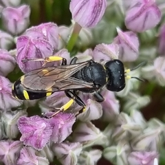 Ectemnius lapidarius