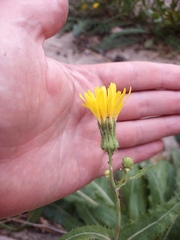 Sonchus arvensis arvensis
