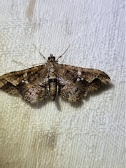 Merodictya marmorata
