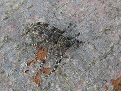 Aegomorphus clavipes