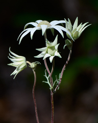 Actinotus helianthi