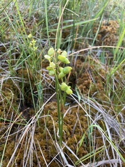 Scheuchzeria palustris