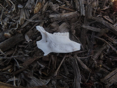Mammalia