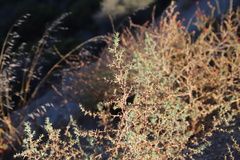 Salsola