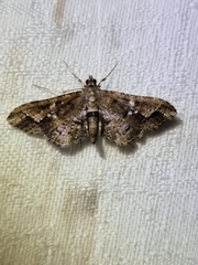 Merodictya marmorata