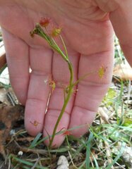 Drosera auriculata