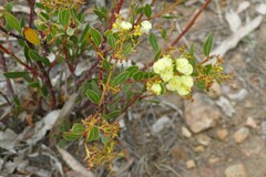 Acacia myrtifolia