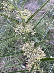 Asclepias hirtella