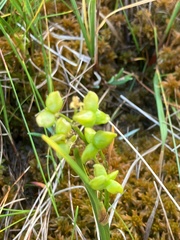 Scheuchzeria palustris