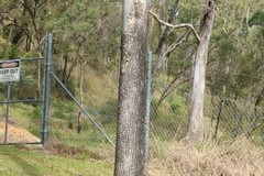 Corymbia tessellaris