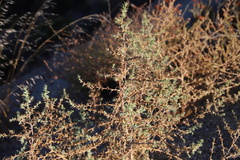 Salsola