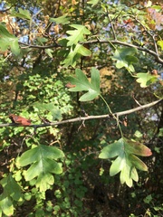 Crataegus monogyna