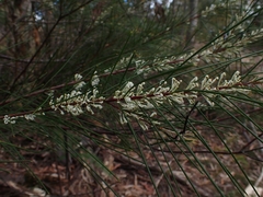 Hakea macraeana
