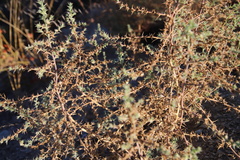 Salsola
