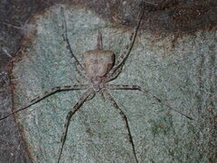 Tamopsis