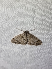 Myrioblephara desumpta