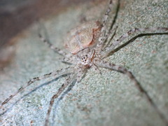 Tamopsis