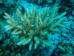 Acropora
