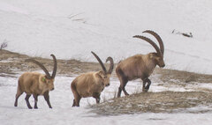 Capra ibex