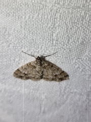 Myrioblephara desumpta