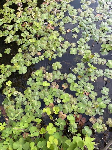 European waterclover (Marsilea quadrifolia)