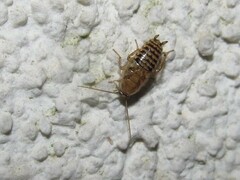 Ectobius vittiventris