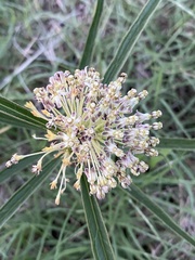 Asclepias hirtella