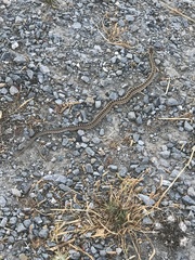 Pituophis catenifer catenifer