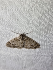 Myrioblephara desumpta