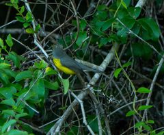 Cardellina canadensis