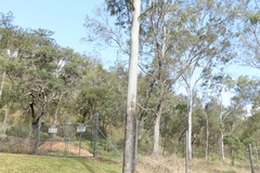 Corymbia tessellaris
