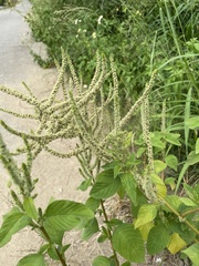 Amaranthus viridis