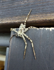 Philodromus margaritatus